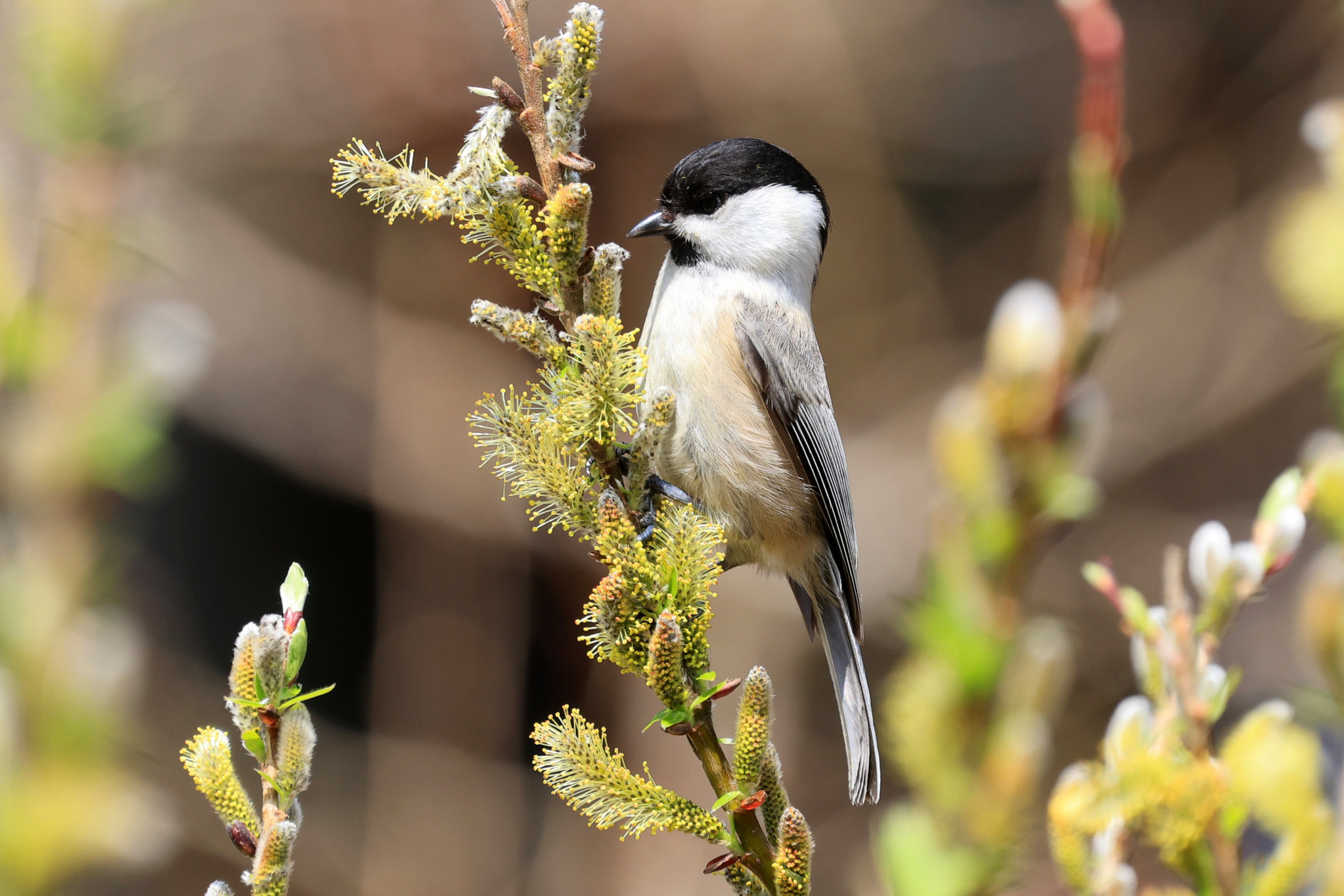 今月の野鳥「コガラ」 Image