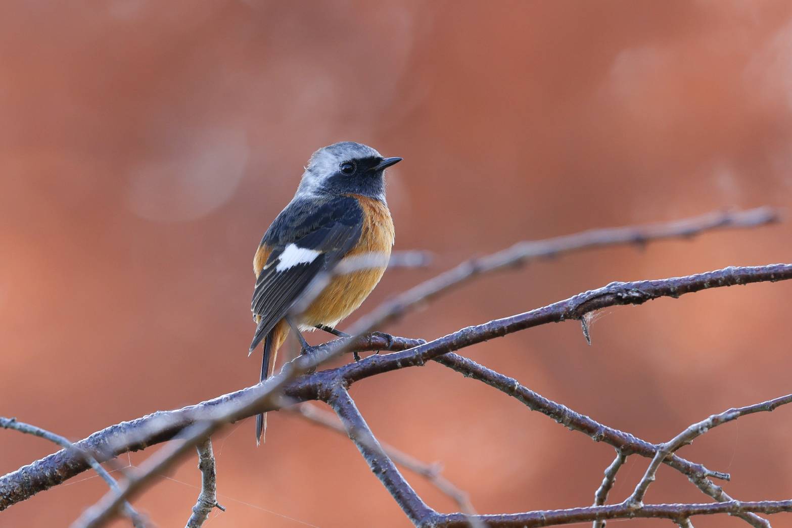 今月の野鳥「ジョウビタキ」 Image