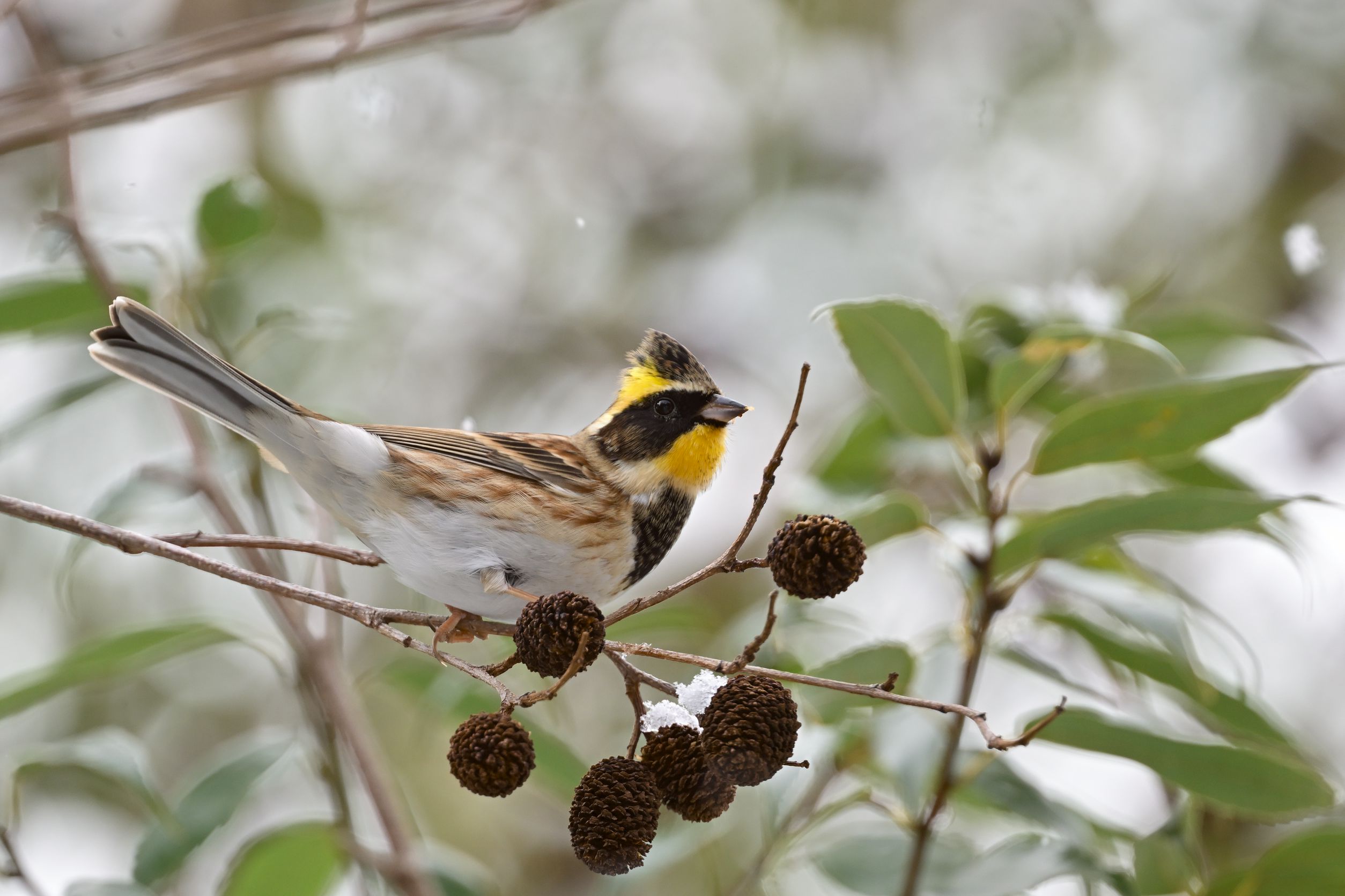 今月の野鳥「ミヤマホオジロ」 Image