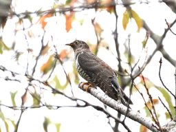 2024/10 ツツドリ