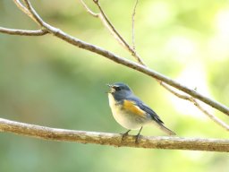 2024/12 ルリビタキ