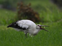 コウノトリの採餌