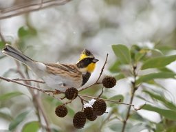 2026/02 ミヤマホオジロ