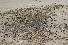 鳥が餌を採った跡の砂浜
